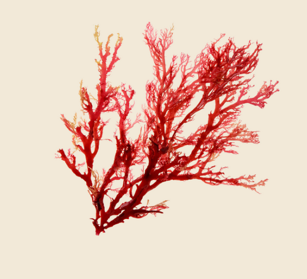 Astaxanthin