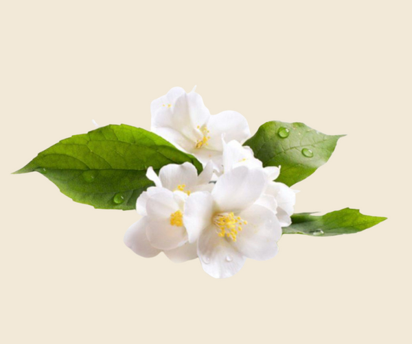 Green Tea Extract
